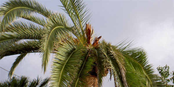 palmera afectada picudo rojo